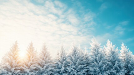 Frosted Trees Under Bright Blue Sky in Winter Wonderland