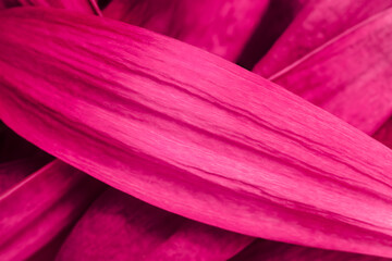 This close-up photograph shows a vibrant pink petal with visible texture and fine lines. The image captures the petal's soft curves and delicate, natural patterns, highlighting the flowing surface.