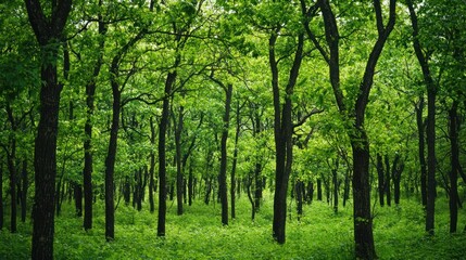Fototapeta premium Green trees in the forest isolated on white background