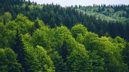 Green trees in the forest isolated on white background