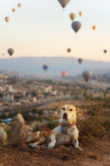 A dog sits on a hill watching hot air balloons over a city in Cappadocia Turkey