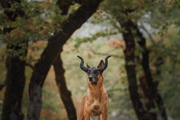 A Malinois stands in a spooky forest, surrounded by eerie Halloween decorations. The dark forest...