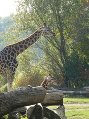 Zoo, nature, wild life, animals