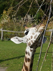 Zoo, nature, wild life, animals