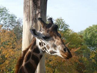 Zoo, nature, wild life, animals