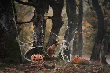 Obraz premium An American Hairless Terrier sits wearing a witch hat next to a carved pumpkin in a spooky forest. The Halloween decorations create a festive, eerie atmosphere.