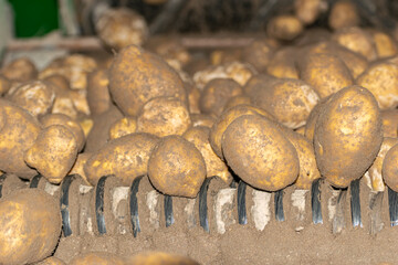 freshly harvested potatoes on a conveyor belt for sorting into sizes, concept of agricultural works background