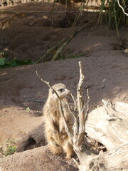 Zoo, nature, wild life, animals