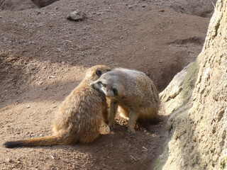 Zoo, nature, wild life, animals