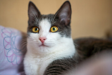 Cat, White, Grey - Domestic short-haired cat with yellow eyes on a bed.