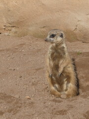 Zoo, nature, wild life, animals
