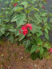 Peregrina in the garden.