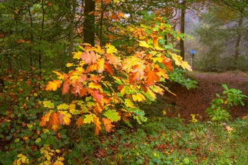 Vibrant autumn leaves in a forest