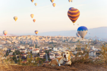 A dog lays on a hill watching hot air balloons over a city in Cappadocia Turkey