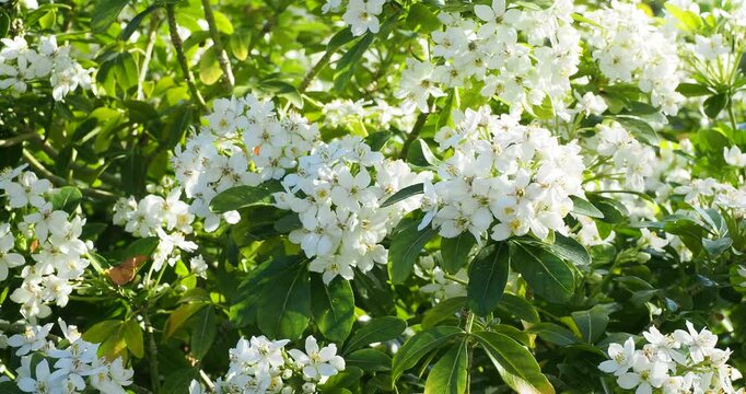 (Choisya ternata) Mexican Orange, ornamental shrub producing majestic bouquets of starry white flowers in clusters, adorned with green and golden lanceolate and leathery aromatic leaves