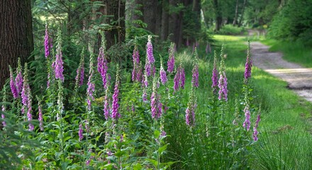 Purple foxglove flowers in forest