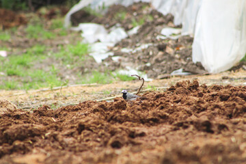 White wagtail (Motacilla alba) wandering among the dung in the village. Bird in garden.