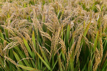 Mature rice in the field