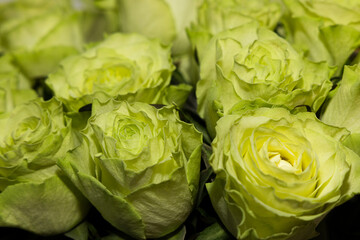 A bouquet of green roses 