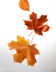 Fototapeta premium autumn leaves floating or flying isolated white background