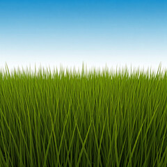 Fototapeta premium grass land with the sun shining. green grass field land. agricultural field with blue sky.