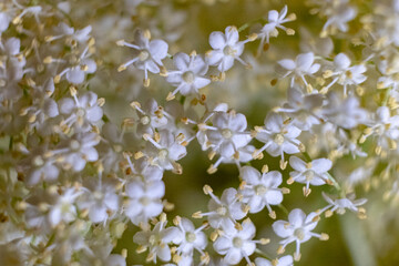 Elder flowers. Elderberry macro close up background