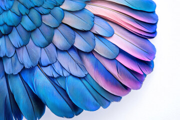 Obraz premium Vibrant Shades: Blue and Purple Feathers in Exquisite Detail on White Background
