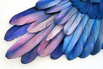 Obraz premium Vibrant Blue and Purple Feather Detail on White Background: Stunning Color Variations in High-Quality Image Collection
