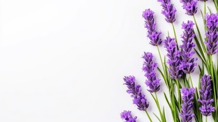 Naklejka premium Lavender flowers on a white background.