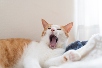 欠伸をする可愛い猫　茶トラ白