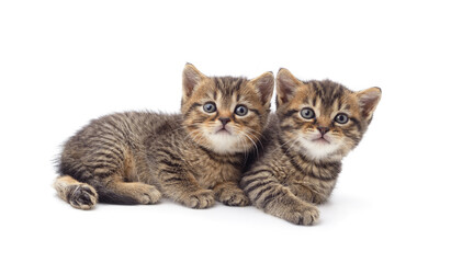 Fototapeta premium Two little kittens sitting.