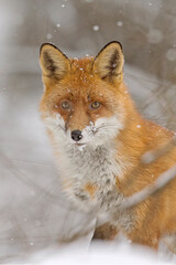 Obraz premium winter fox