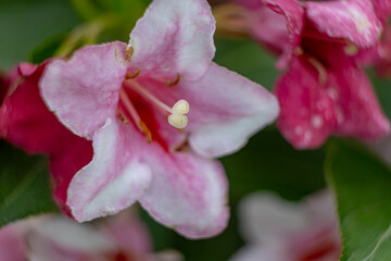 Weigela flowering. Close-up of beautiful pink weigela flowers on a green garden background