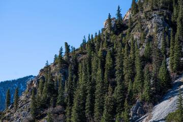 Obraz premium a rugged mountain cliff with a dense of tall, evergreen conifers under a clear blue sky. The steep incline and rocky outcrops are dotted with resilient trees, displaying the tenacity of alpine flora