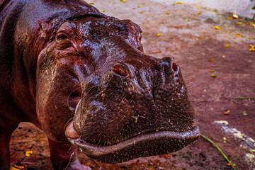 The Gentle Giant: Hippo Enjoying a Natural Zoo Environment
