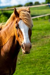 Obraz premium Close-up of Brown Horse in Pasture