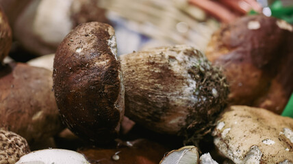 Truffle enthusiasts celebrate earthy delicacies at Alba Truffle Festival in Italy