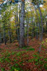 Beautiful autumn landscape. Travel, hiking, freedom, active lifestyle. Autumn in the forest.