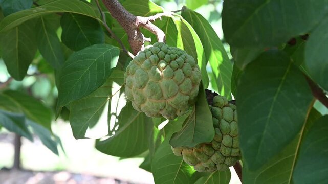 Annona squamosa or sugar-apples, Custard apple, Sharifa, Sitaphal, Sitapalam or sweetsops fruits on a tree