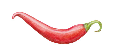 Chili pepper plant hand drawn illustration. Colorful pencils realistic drawing. Organic, natural plant clipart