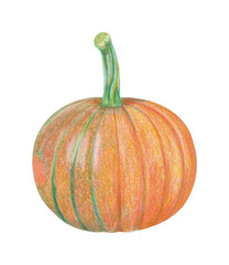 Pumpkin plant hand drawn illustration. Colorful pencils realistic drawing. Organic, natural plant clipart