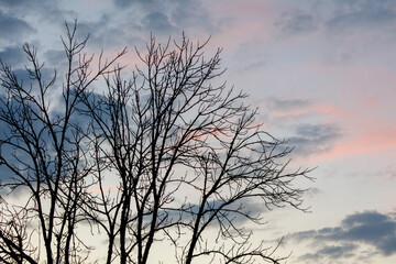 A tree with no leaves is silhouetted against a cloudy sky