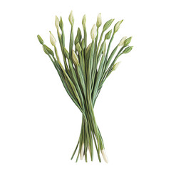 Fototapeta premium a bunch of scallions, fresh green stems, detailed texture, isolated on white background