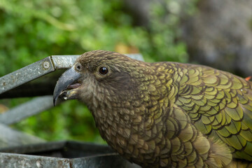 New Zealand Kea parrot on a tree