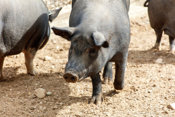 Fototapeta premium A black pig is walking in a dirt field