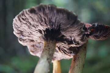 Der Herbst in unseren Wäldern Pilze,Nebel,Regen.