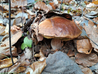 Porcini mushroom is hiding in the forest leaves. Boletus mushrooms (king bolete). White mushroom in autumn day