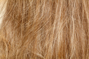 Naklejka premium The hair is long and has a lot of texture