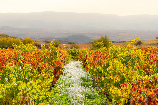 This image captures a stunning vineyard landscape during autumn, showcasing vibrant foliage colors and a distant view of rolling hills under a warm sunset glow in La Rioja Spain