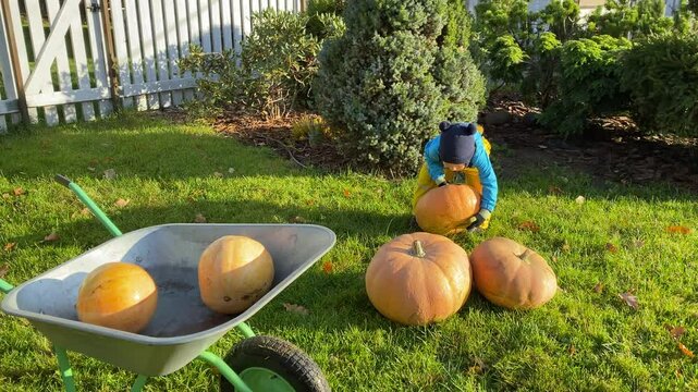 Happy child harvesting large yellow pumpkins in garden plot in autumn. Little boy having fun picking up large yellow pumpkin in the garden. Autumn season. Thanksgiving Day.